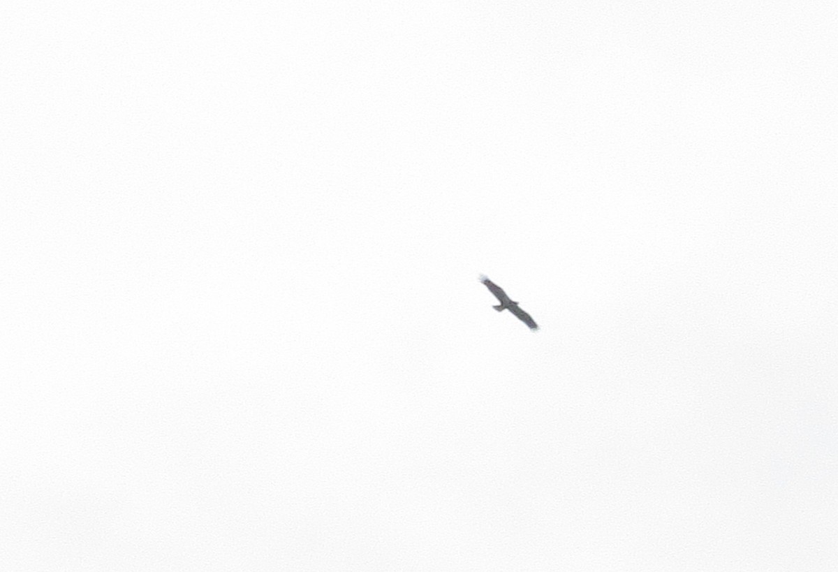 Bald Eagle - ML112015571