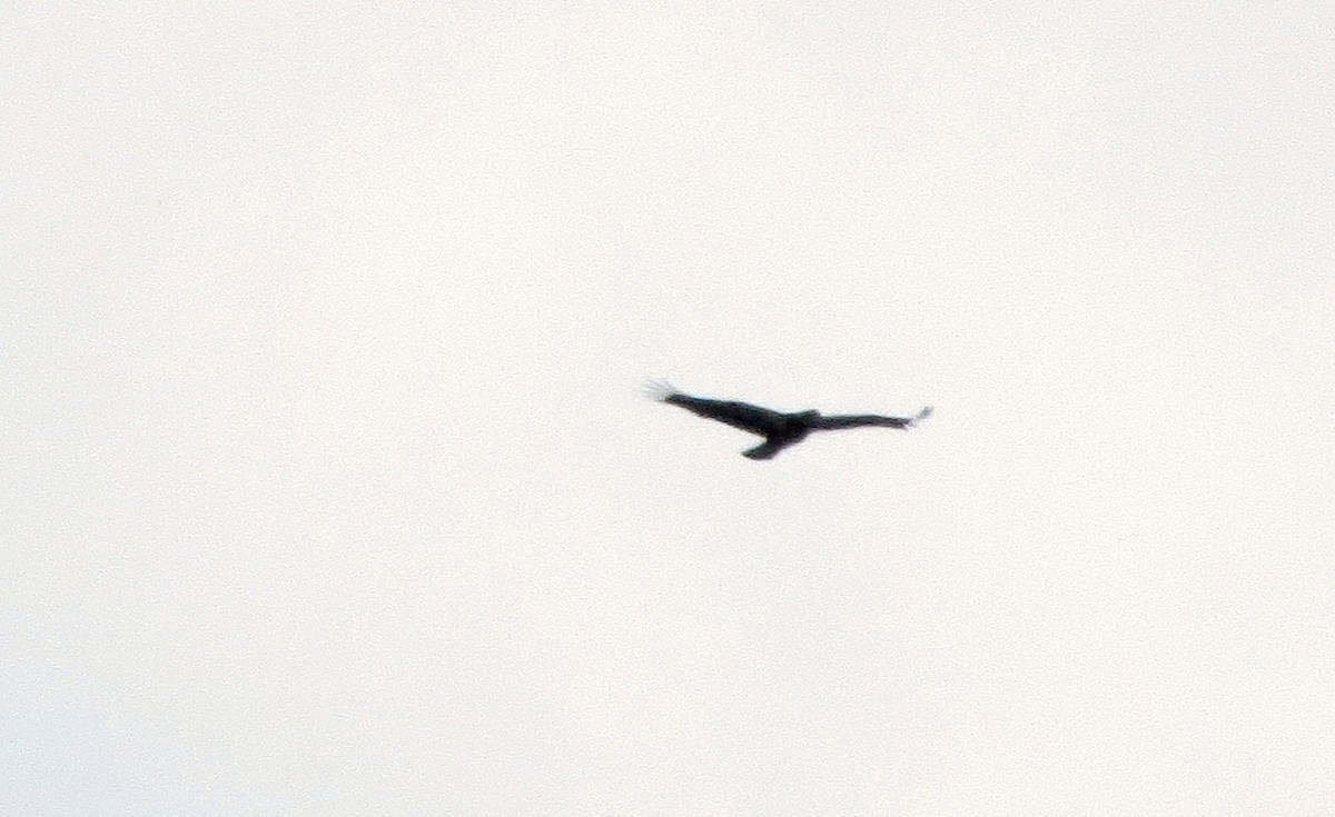 Bald Eagle - ML112015581