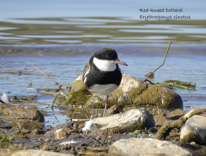 Red-kneed Dotterel - ML112016751