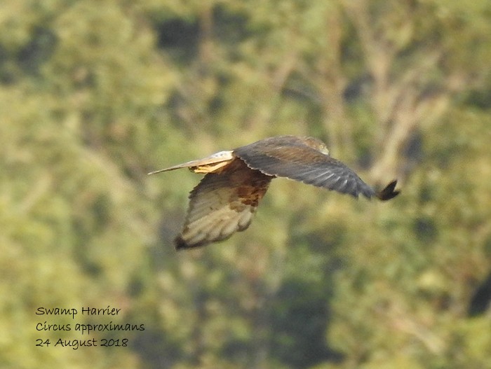 Aguilucho Lagunero del Pacífico - ML112017061