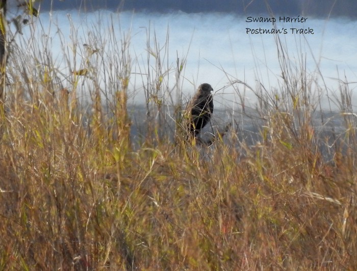 Swamp Harrier - Marie Tarrant