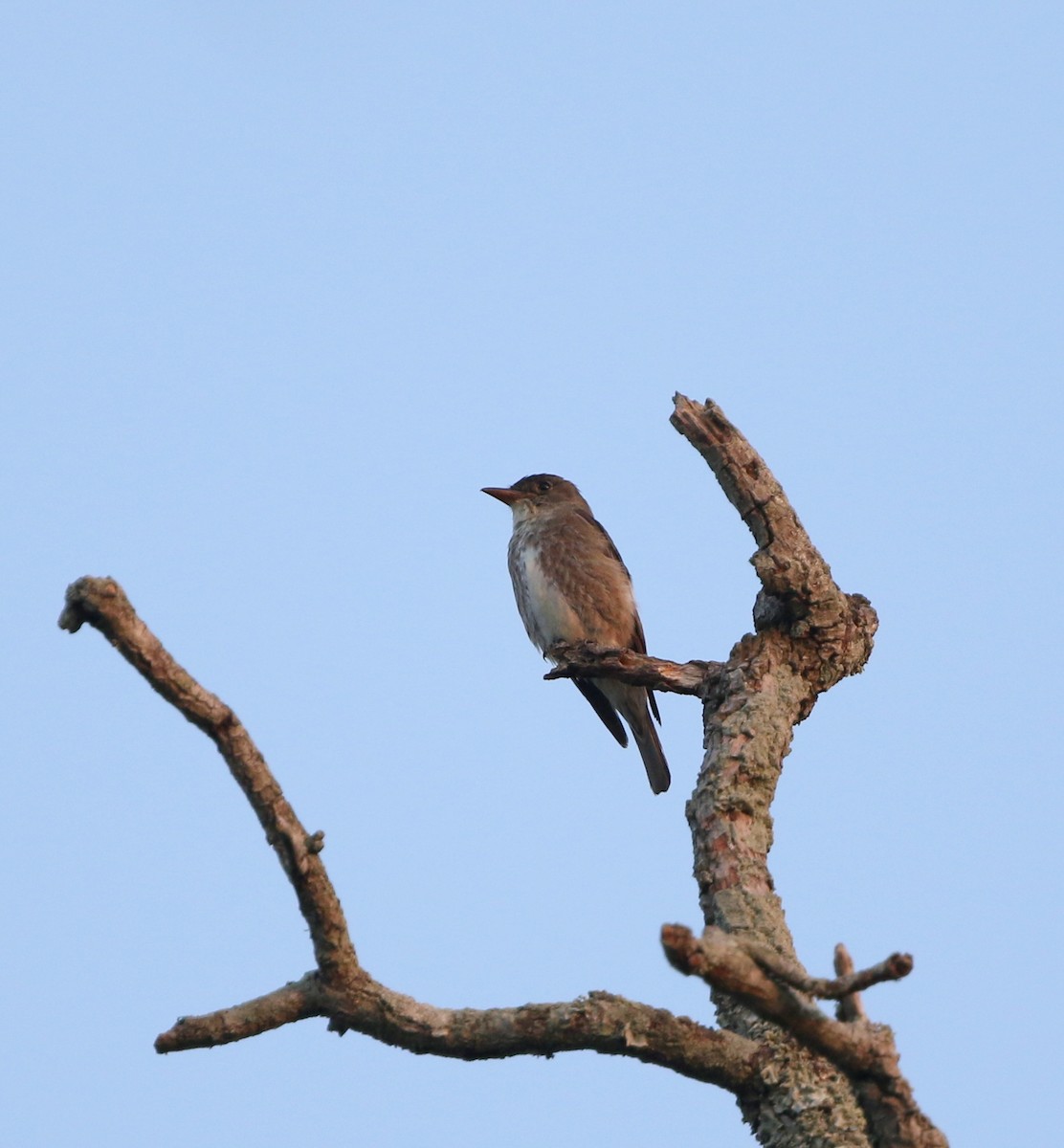 Olive-sided Flycatcher - ML112017181