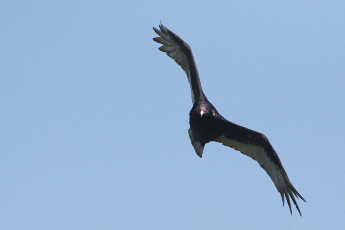 Turkey Vulture - John P Richardson