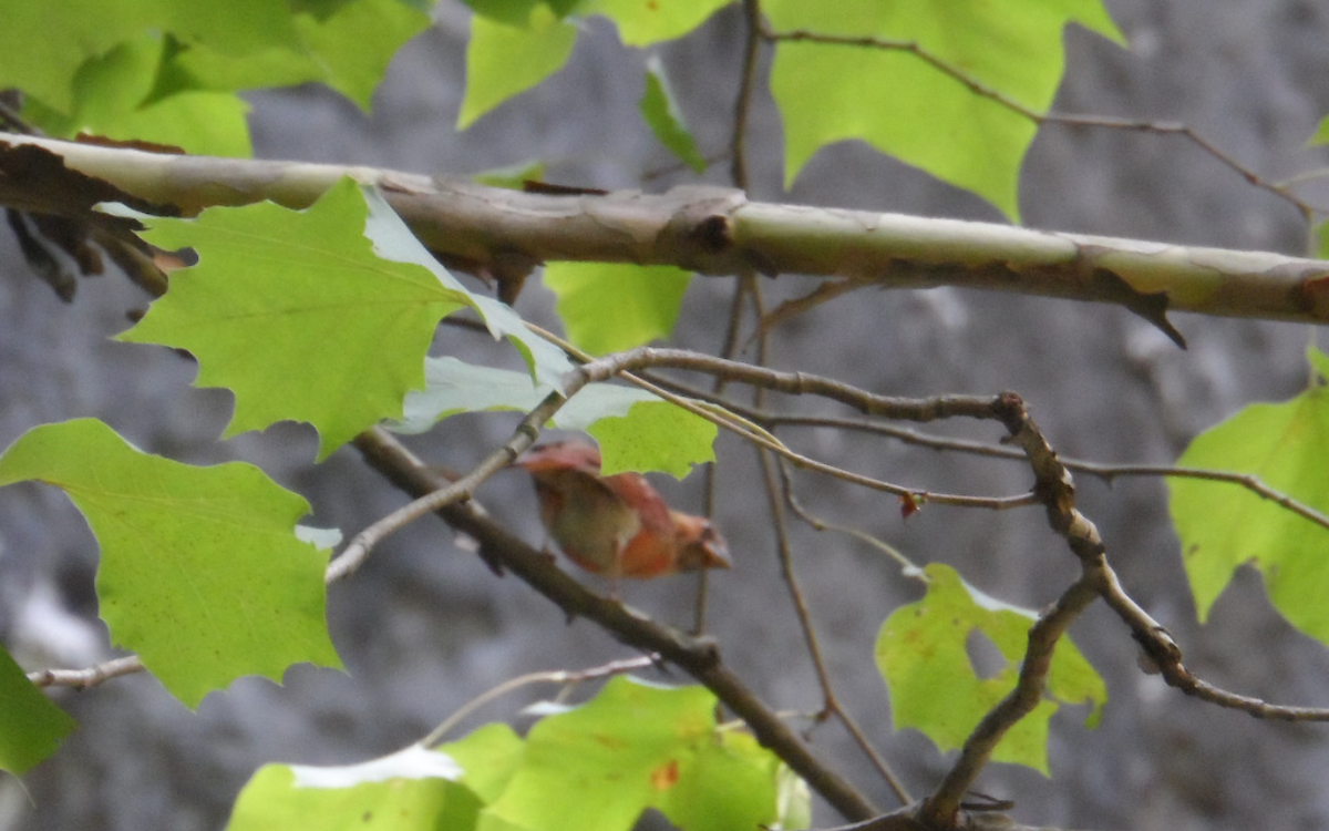 Northern Cardinal - ML112018141