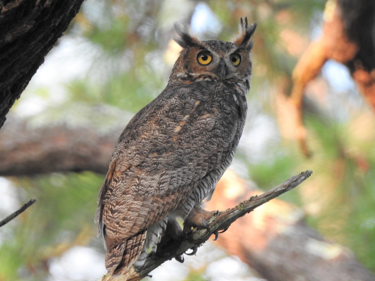 Great Horned Owl - ML112018521