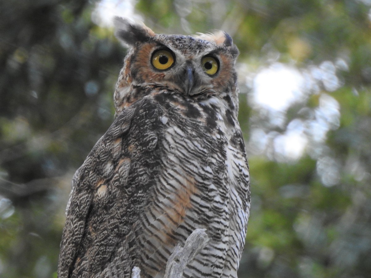 Great Horned Owl - ML112018531
