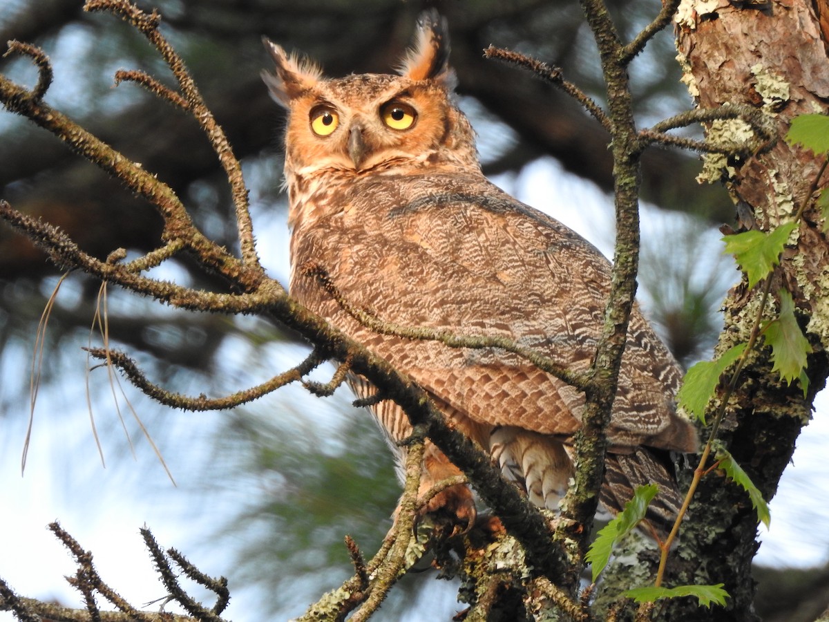 Great Horned Owl - ML112018541