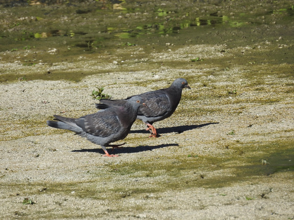 Rock Pigeon (Feral Pigeon) - ML112018741