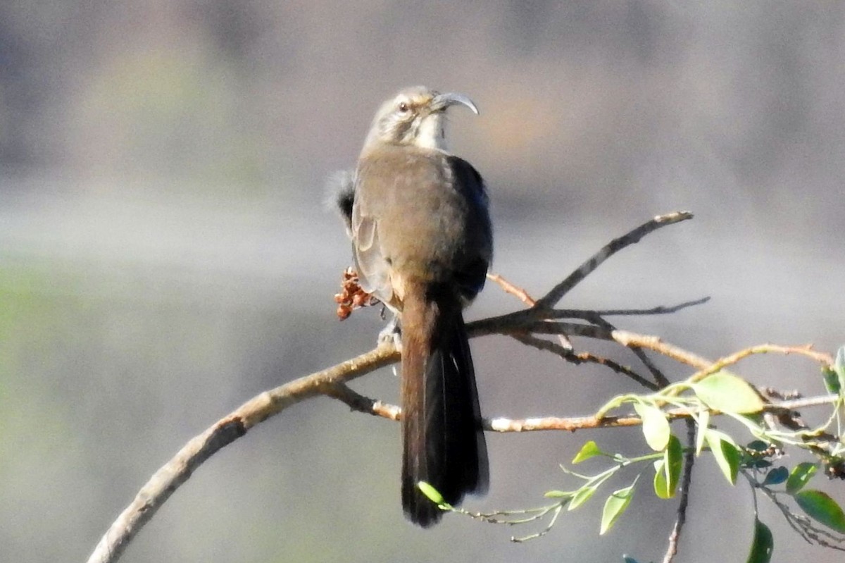 California Thrasher - ML112019781