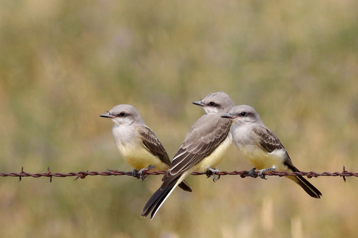 Western Kingbird - ML112022021