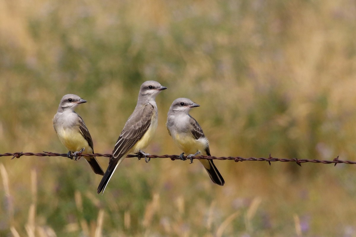 Western Kingbird - ML112022041