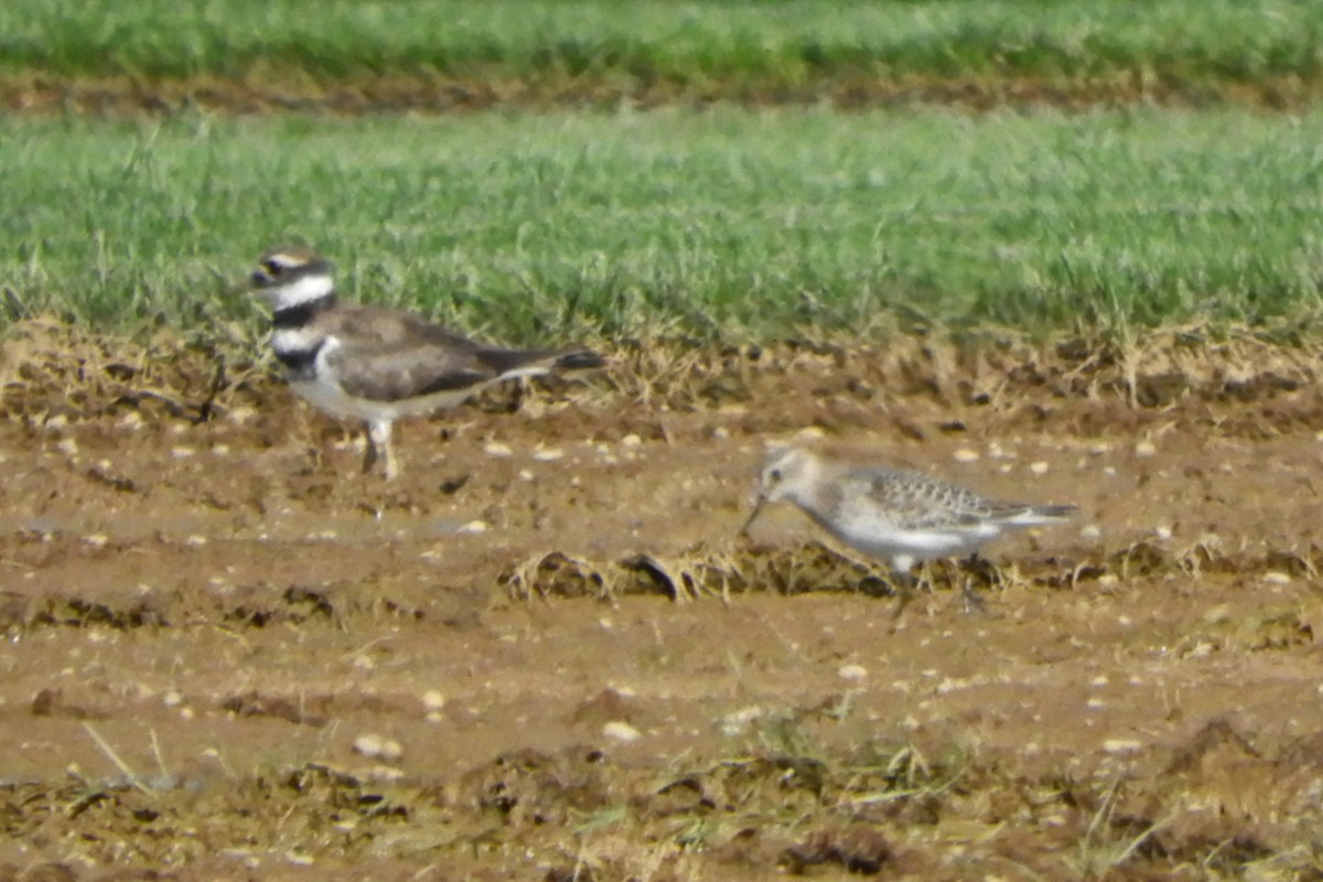 Baird's Sandpiper - ML112023101