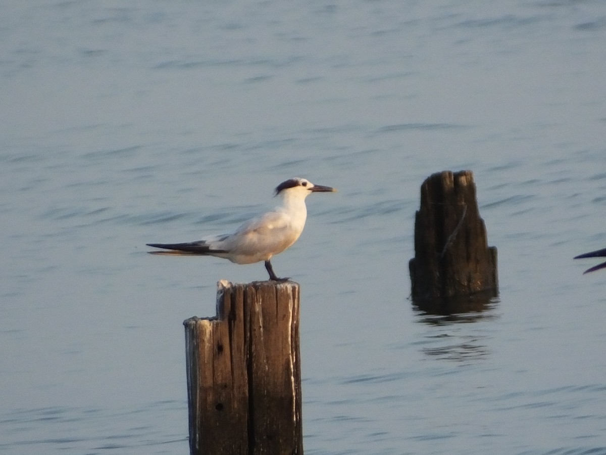 Sandwich Tern - ML112023961