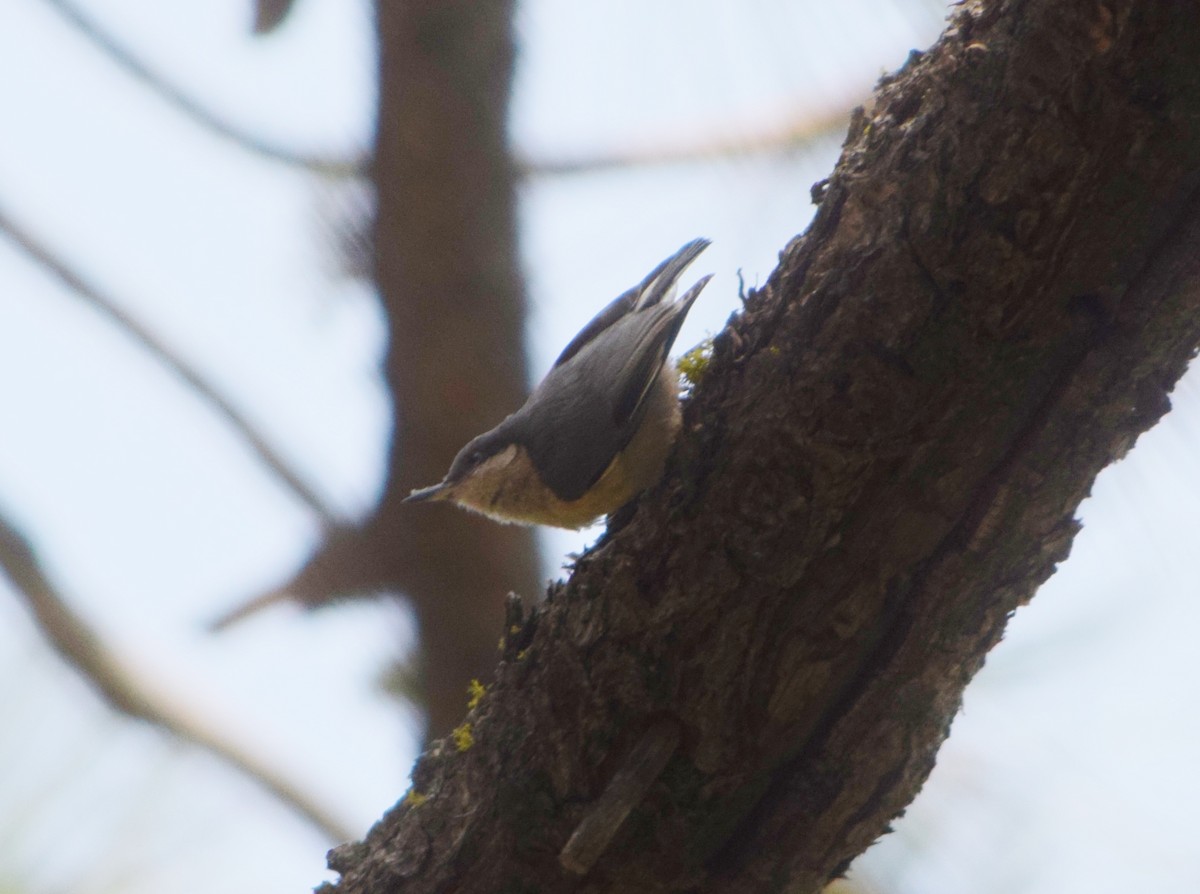 Pygmy Nuthatch - ML112025131