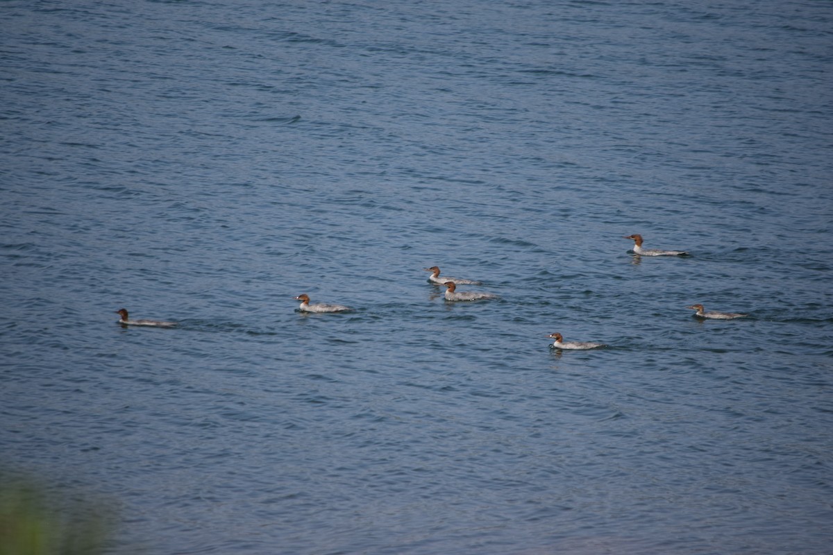 Common Merganser - ML112025351