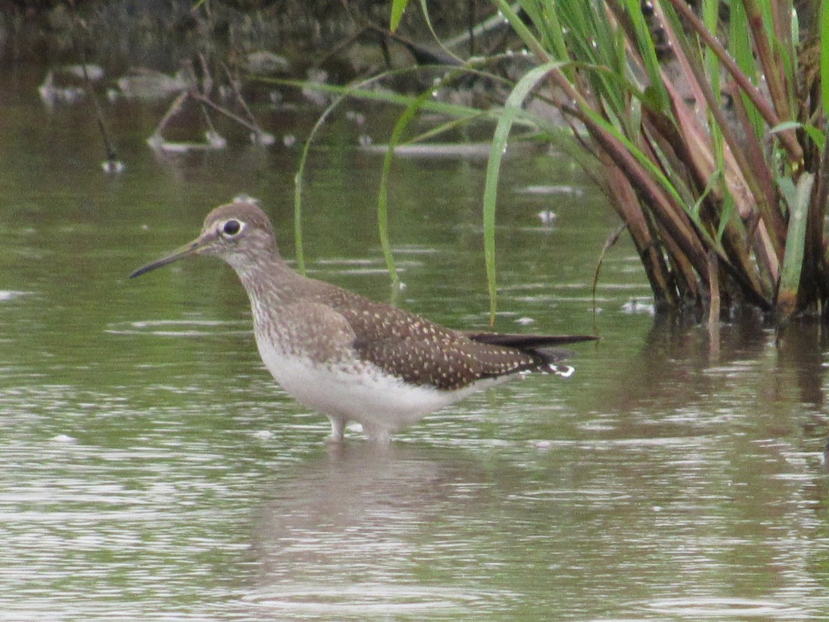 Solitary Sandpiper - ML112025741