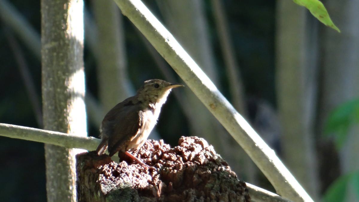 House Wren - Aurelio Molina Hernández