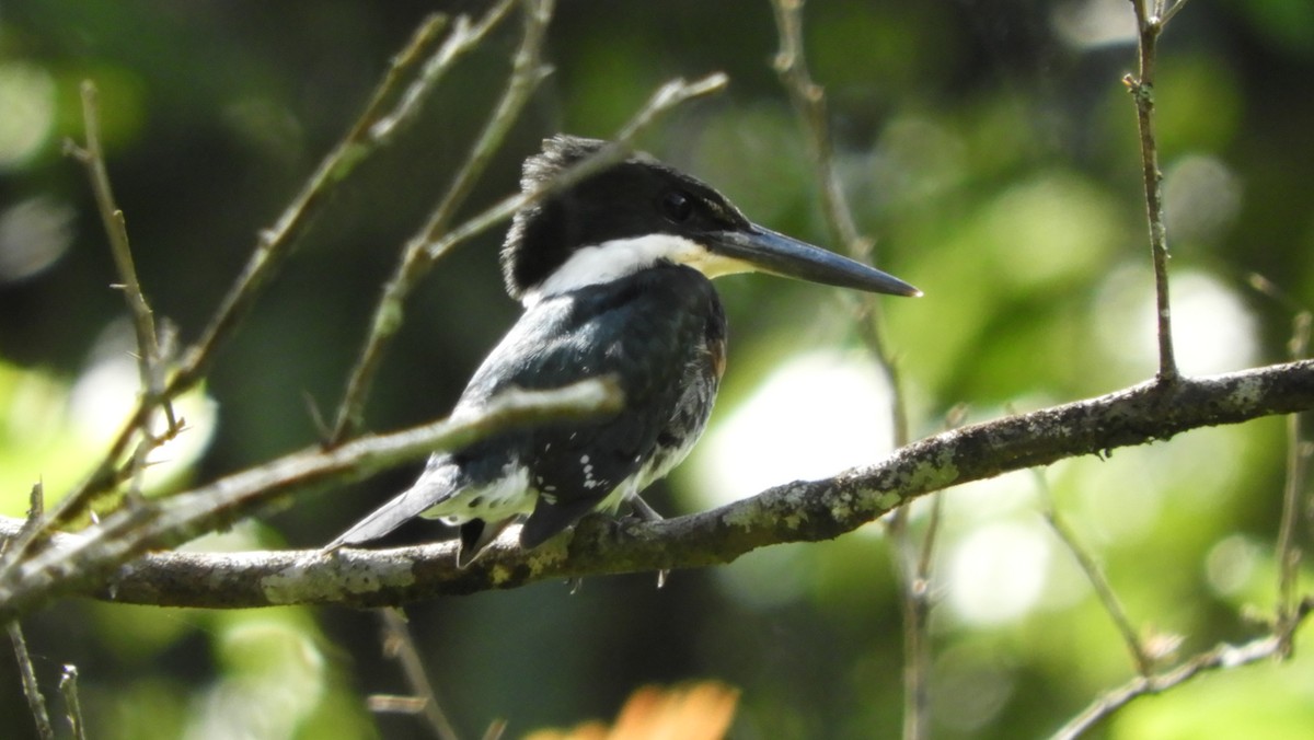 Green Kingfisher - ML112027471