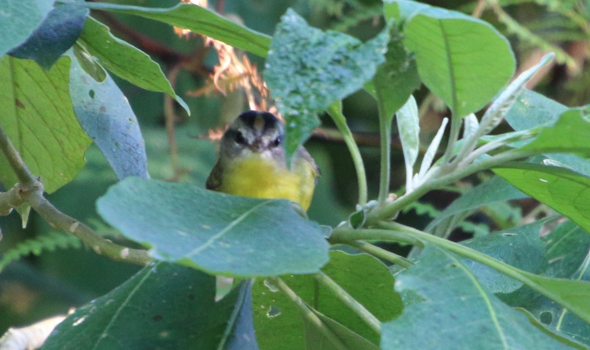 Golden-crowned Warbler - ML112028741