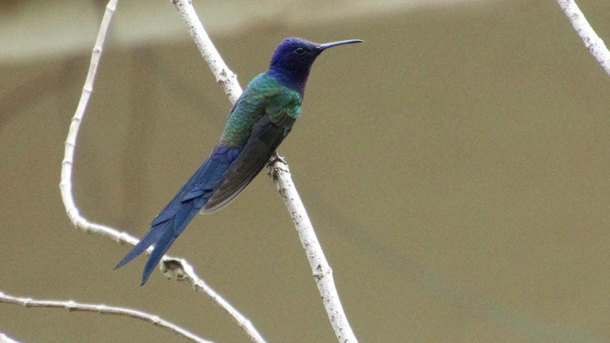 Swallow-tailed Hummingbird - Rick Folkening