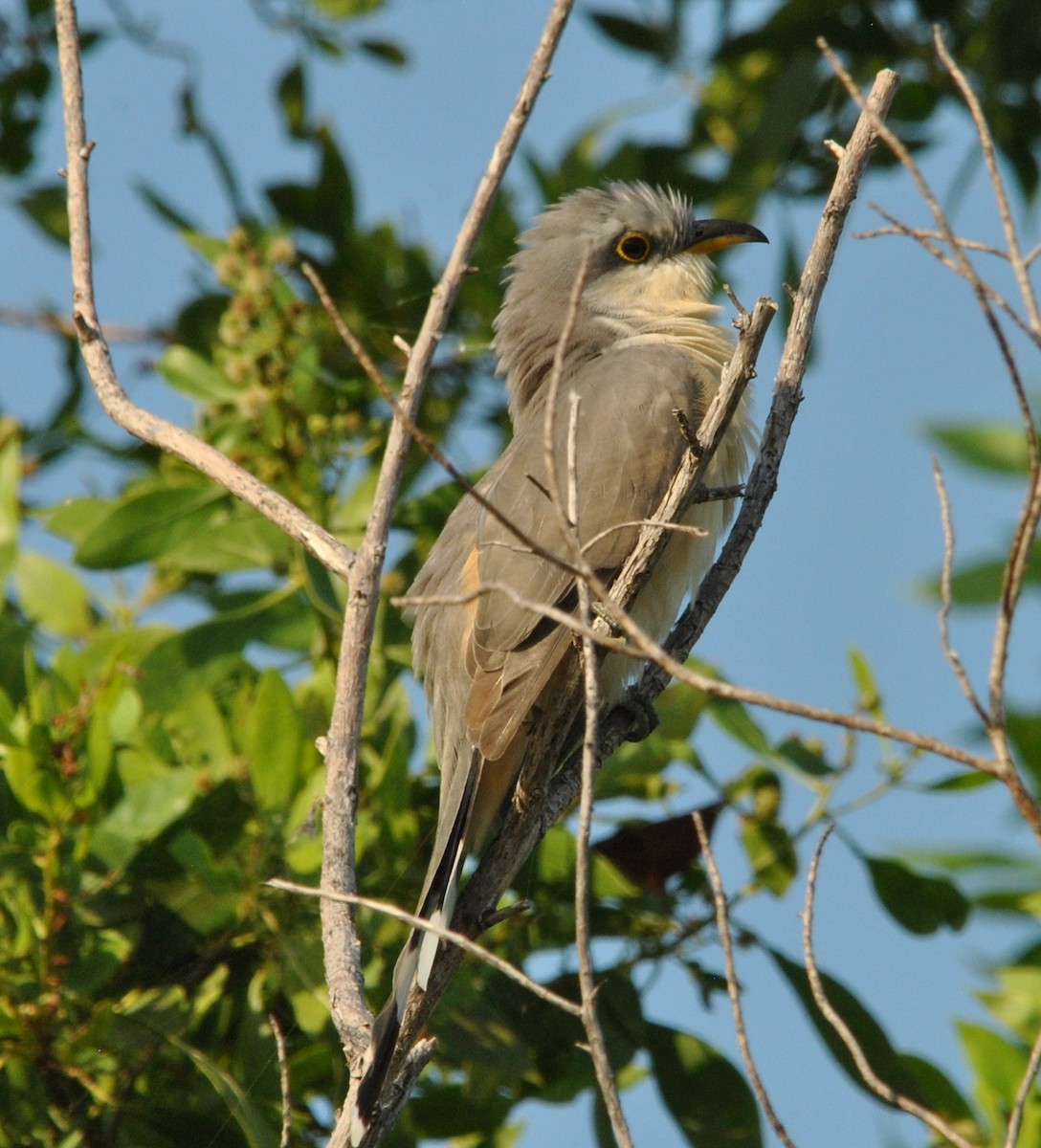 Mangrove Cuckoo - ML112029571