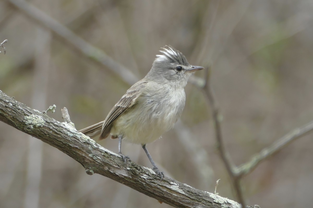 Gray-and-white Tyrannulet - Peter Kaestner