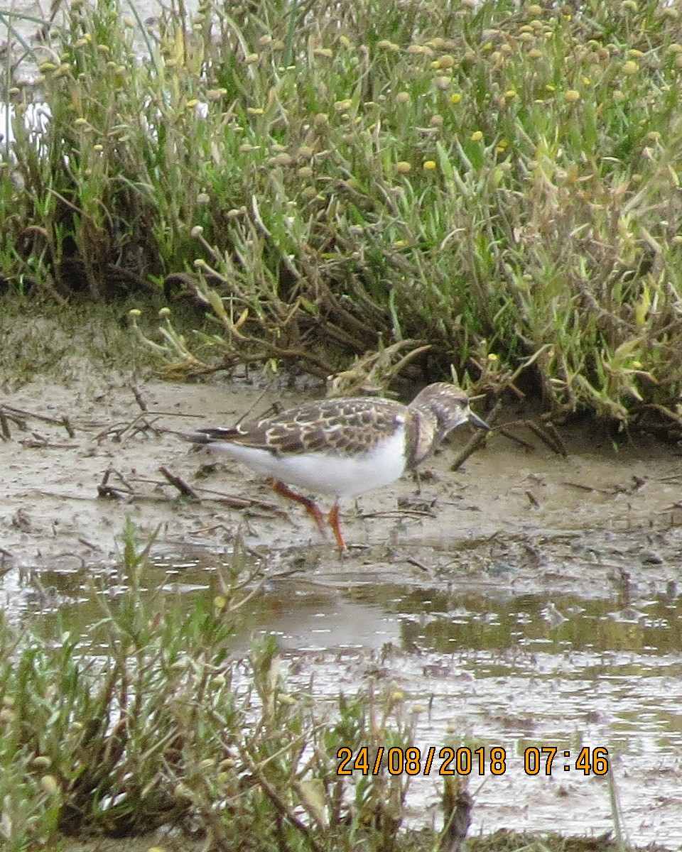 Ruddy Turnstone - ML112032751