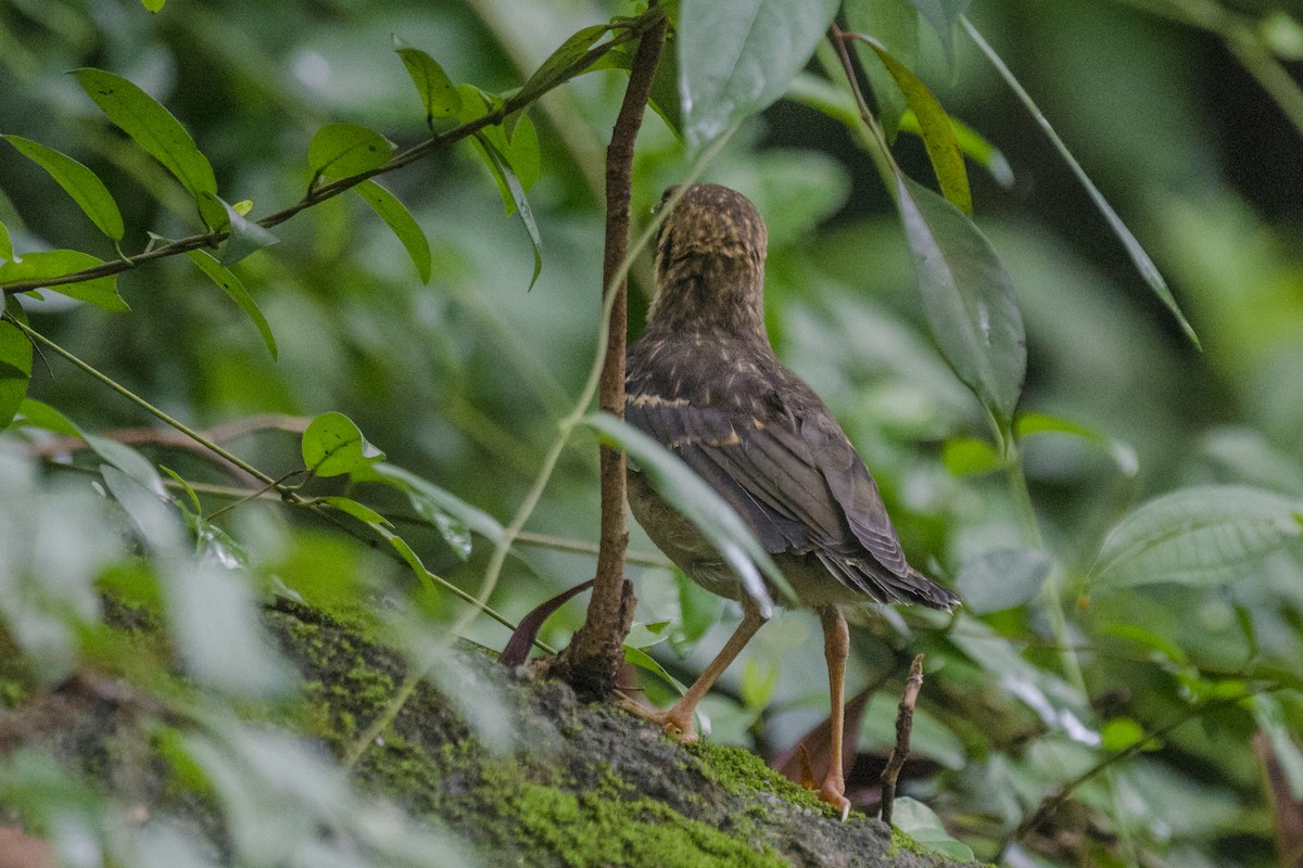 Orange-headed Thrush (Buff-throated) - ML112033561