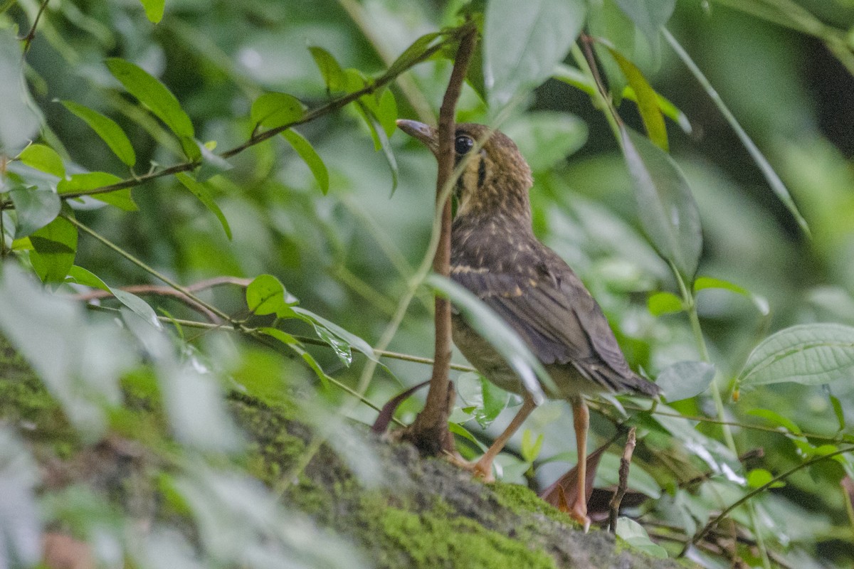 Orange-headed Thrush (Buff-throated) - ML112033581