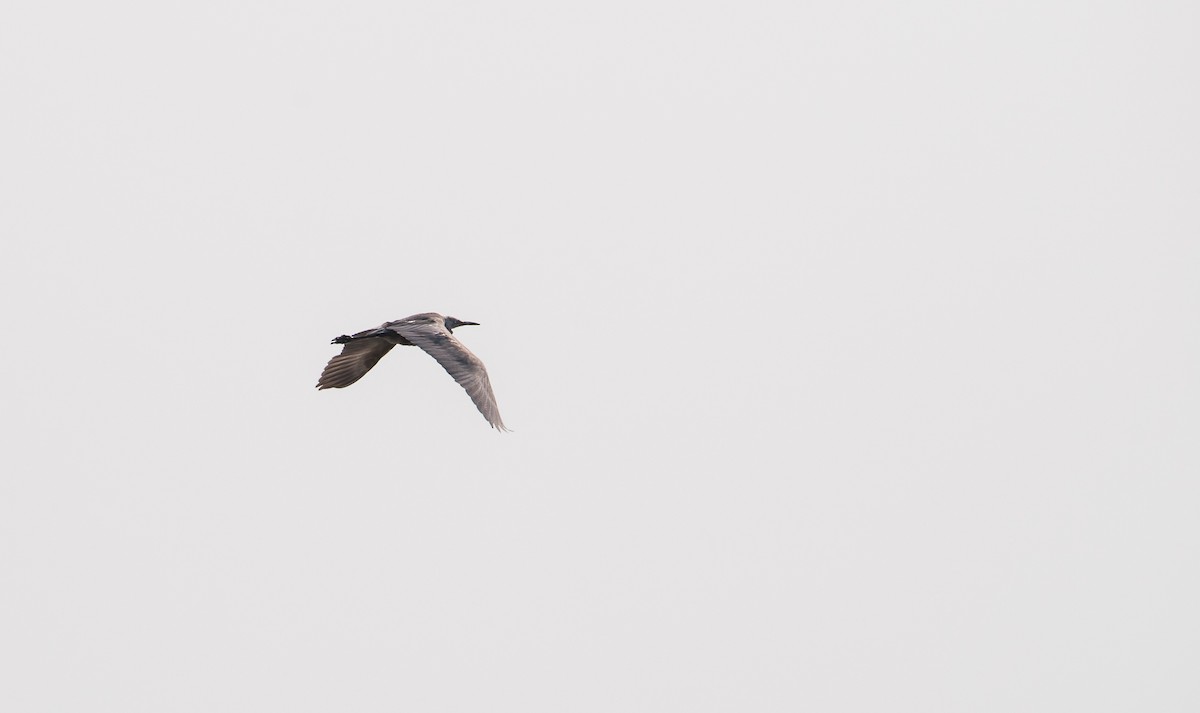 Reddish Egret - ML112034281