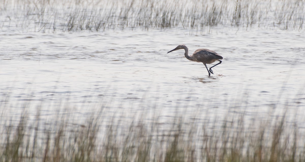 Reddish Egret - ML112034291