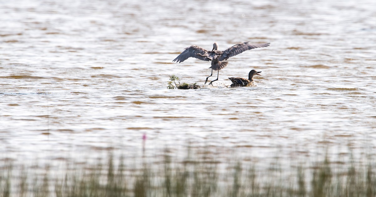 Reddish Egret - ML112034301
