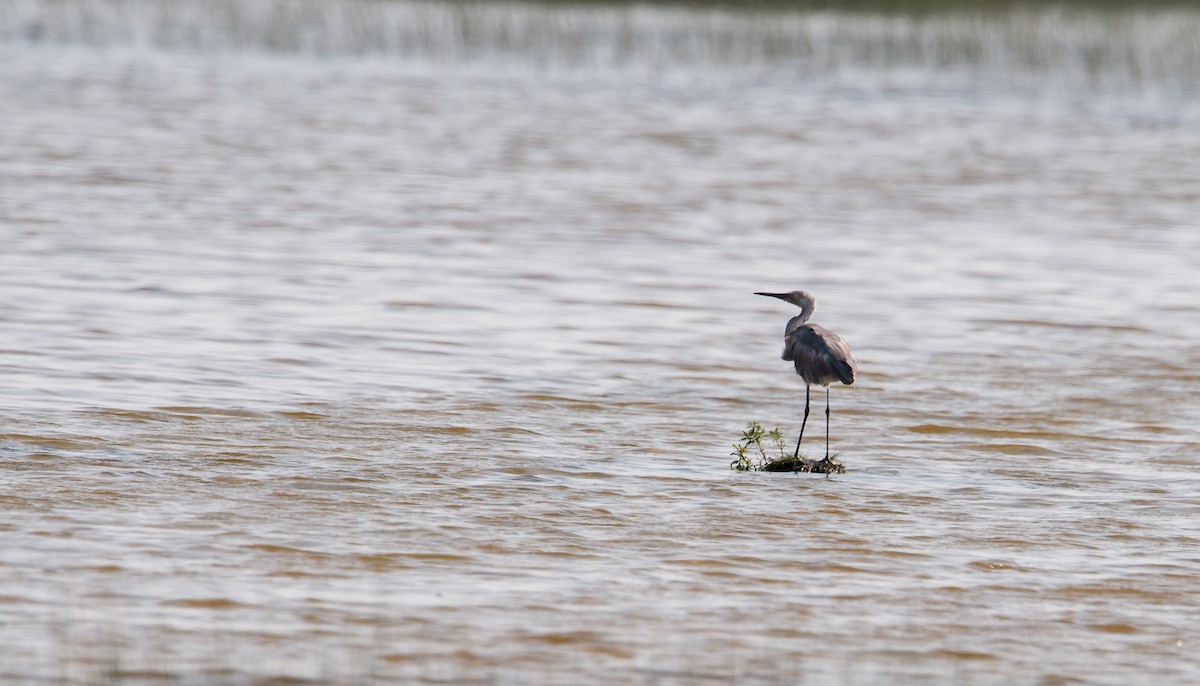 Reddish Egret - ML112034311