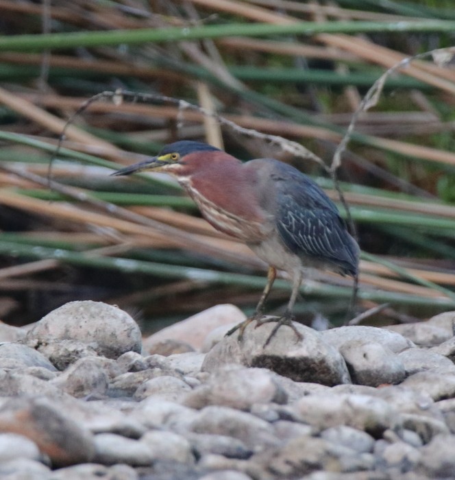 Green Heron - ML112034521