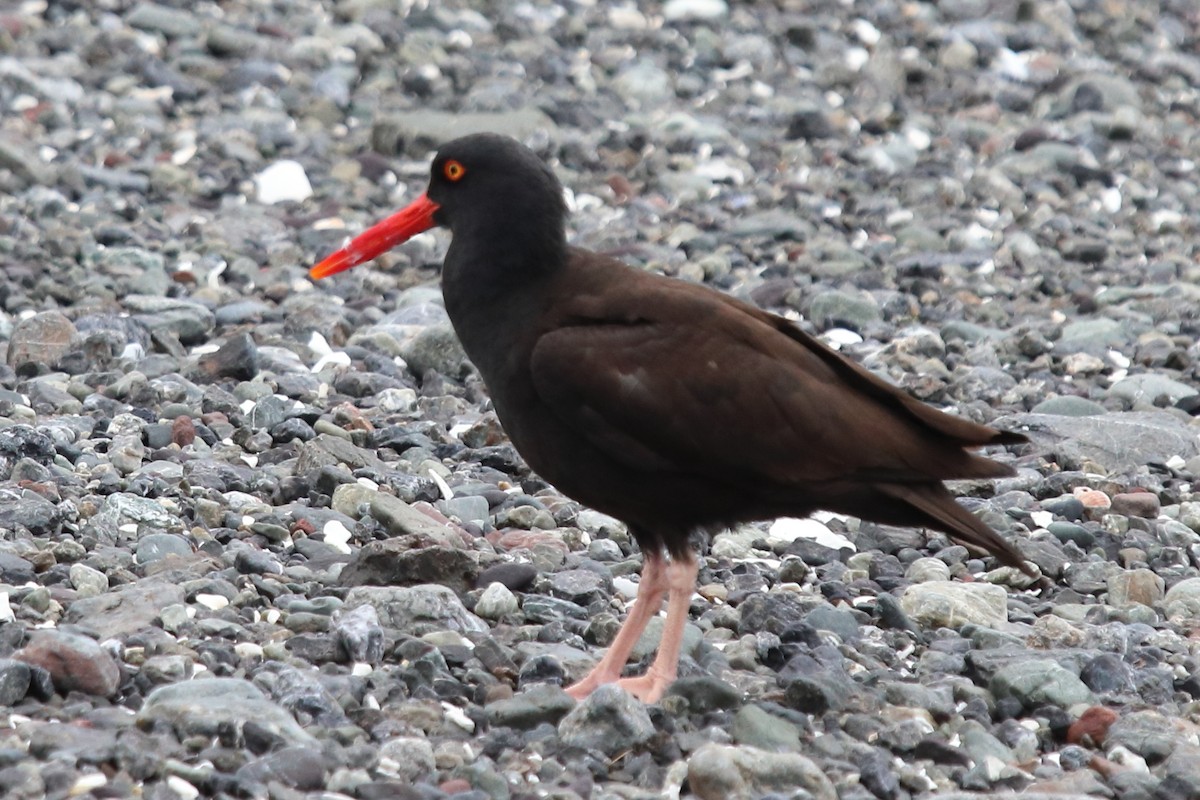 Black Oystercatcher - ML112037231