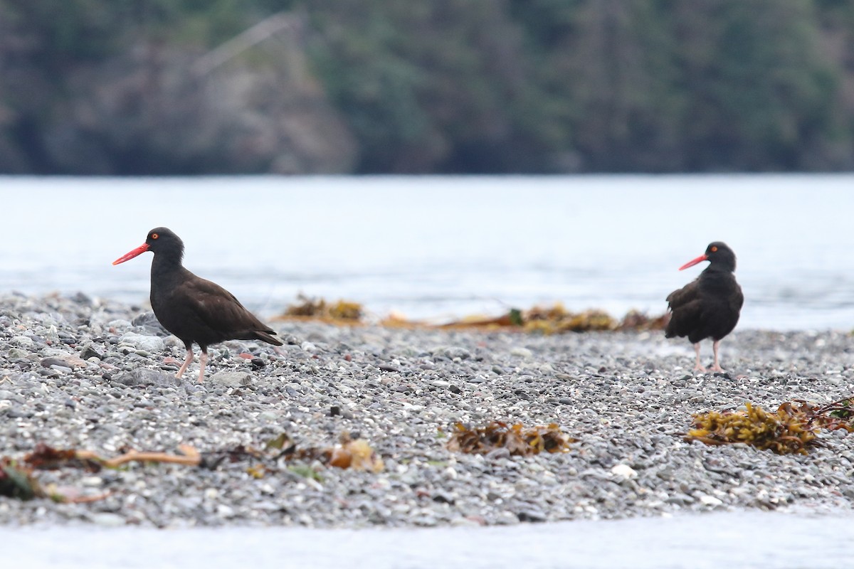 Black Oystercatcher - ML112037271