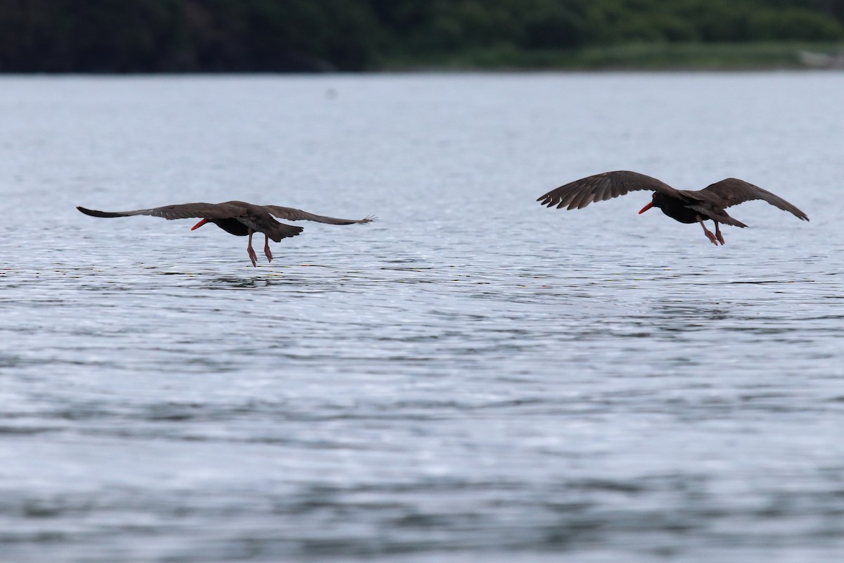 Black Oystercatcher - ML112037281