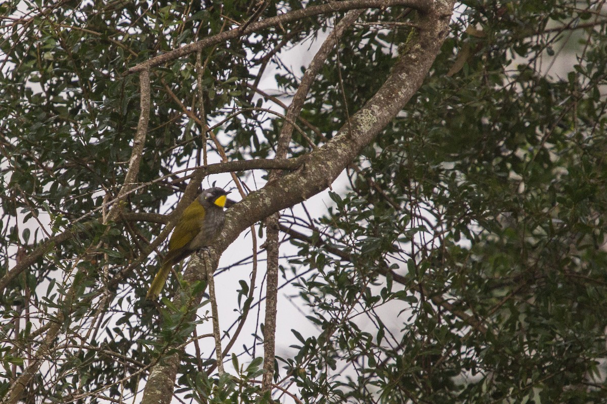 Yellow-throated Honeyeater - Ramit Singal