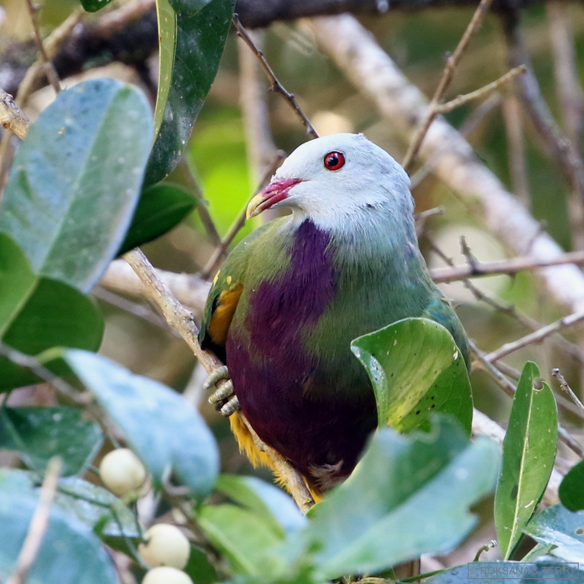 Wompoo Fruit-Dove - Roksana and Terry