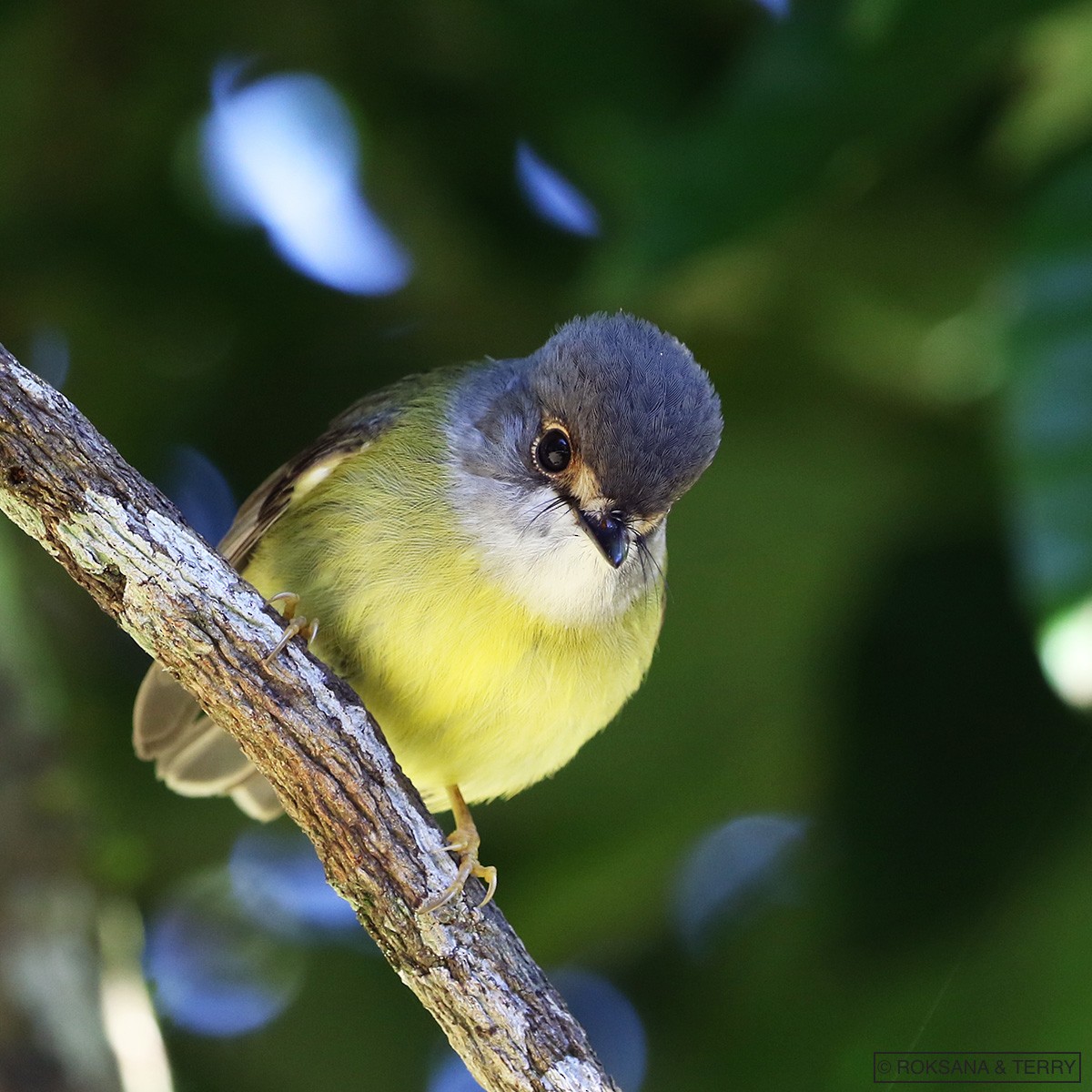 Pale-yellow Robin - ML112037861