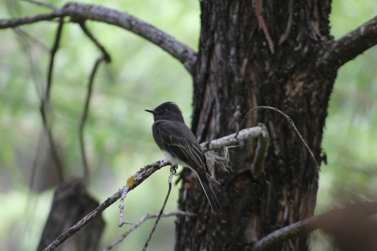 Black Phoebe - ML112037911