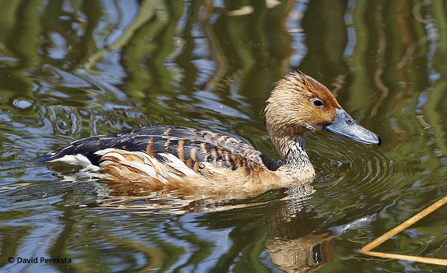 Dendrocygne fauve - ML112041471