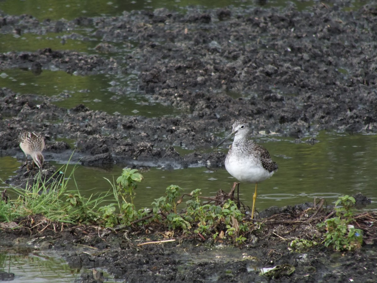 Greater Yellowlegs - ML112042301