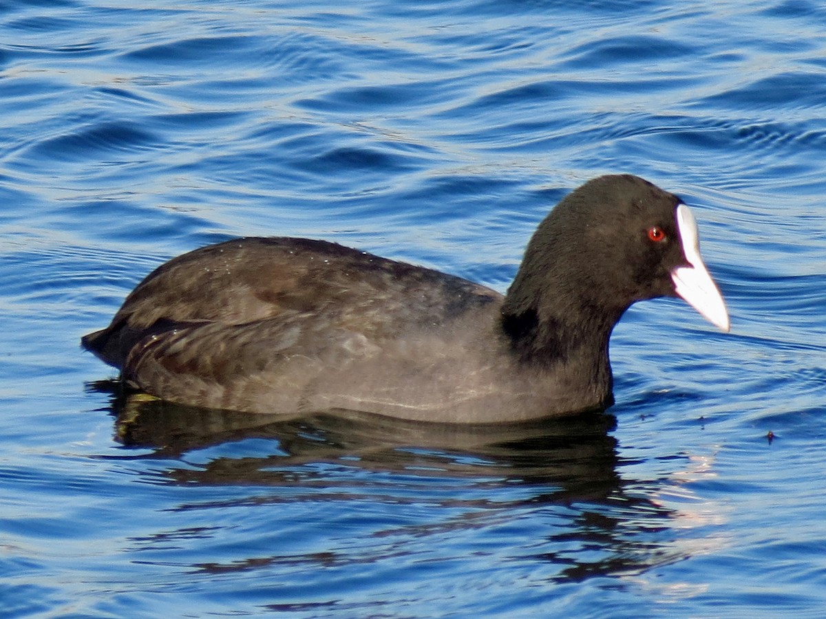 Eurasian Coot - ML112042541