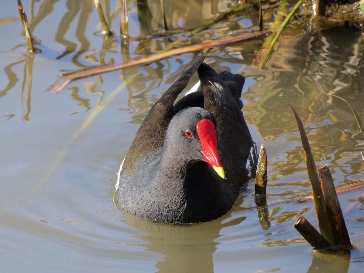 Gallinule poule-d'eau - ML112042611