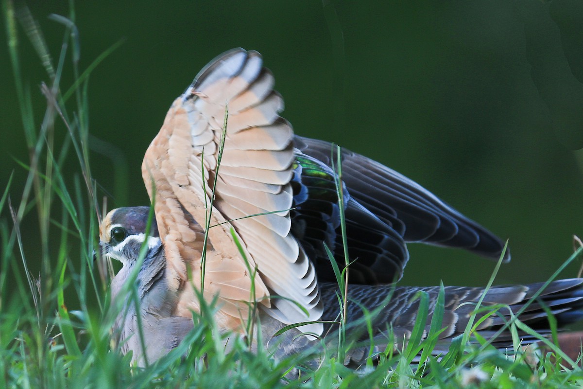 Common Bronzewing - ML112042921