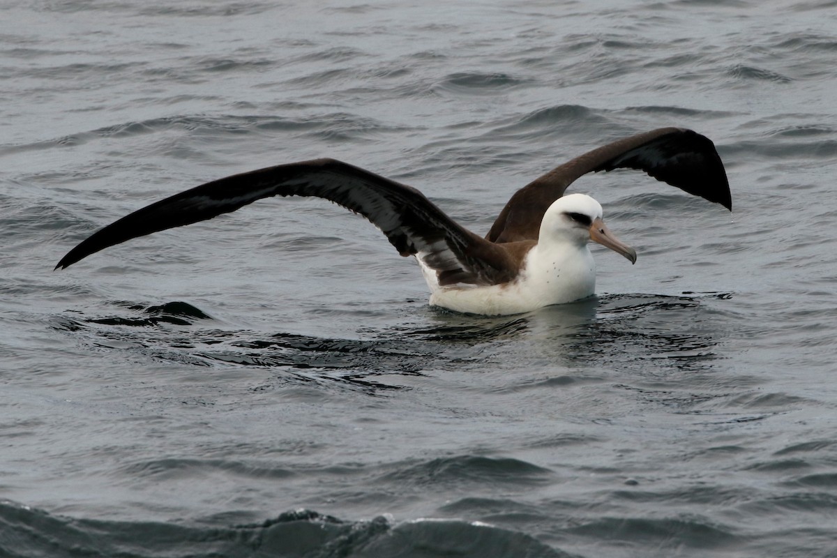 Laysan Albatross - Oregon Pelagic Tours XXX