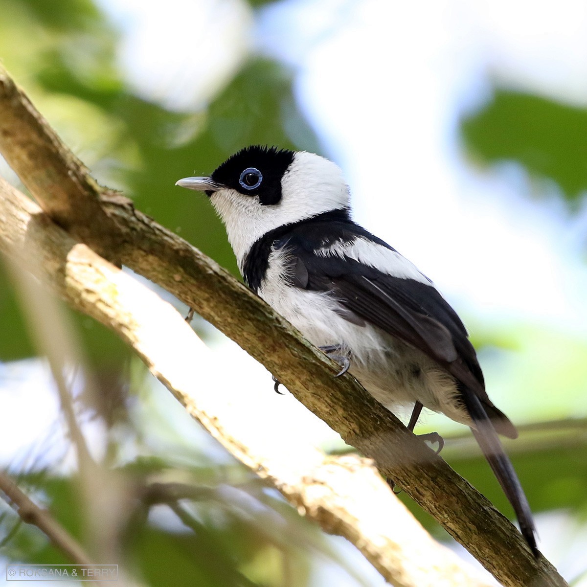 Pied Monarch - ML112043821