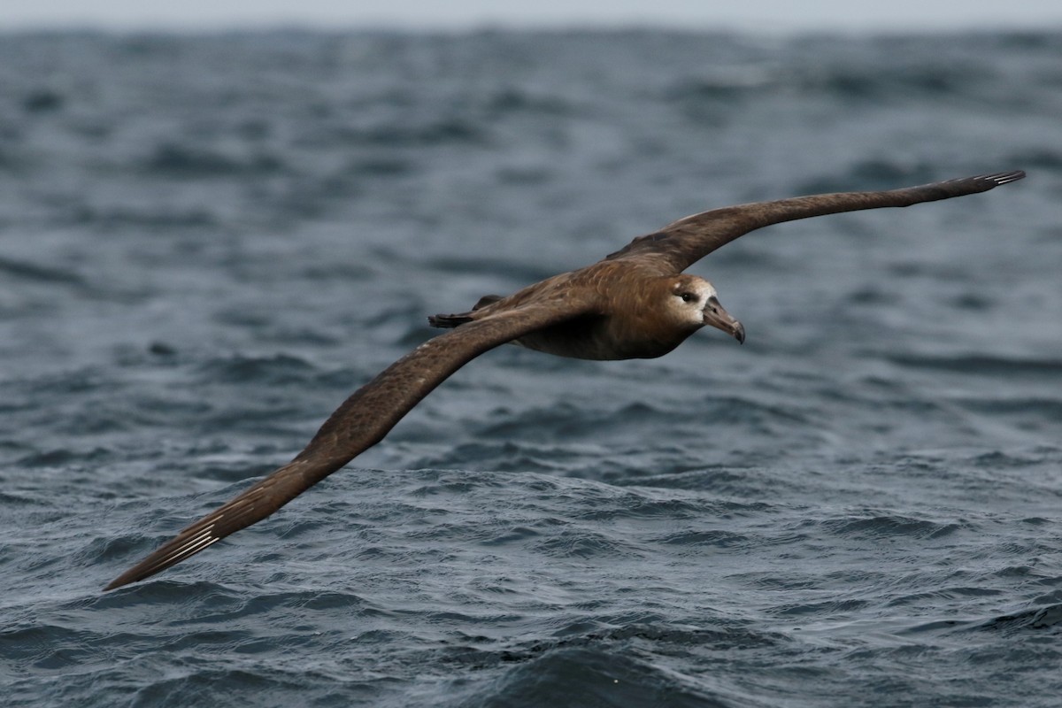 Albatros à pieds noirs - ML112043831