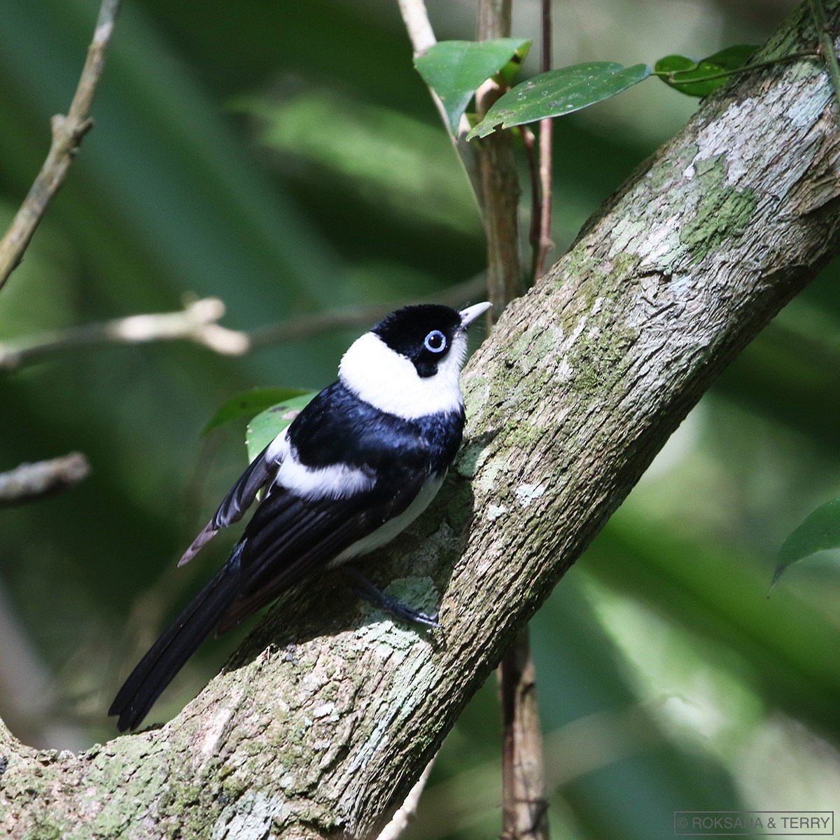 Pied Monarch - ML112043841